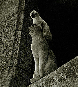 Большая книга кошек