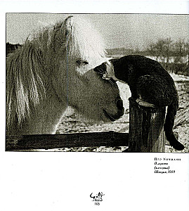 Большая книга кошек