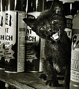 Большая книга кошек