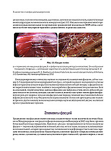 Myofascial Release. Treatment of Fascial Dysfunctions, Soft Tissue Mobilization, Working with Scars and Adhesions