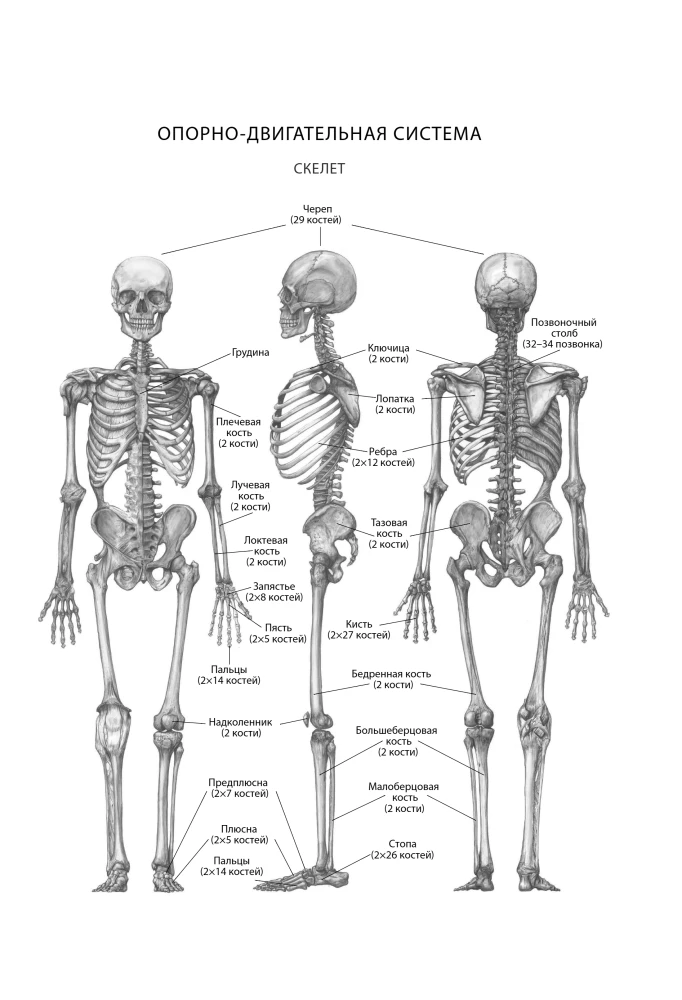 Encyclopedia of Longevity Exercises: For the Brain, Body, and Face