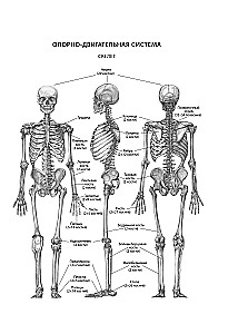 Encyclopedia of Longevity Exercises: For the Brain, Body, and Face