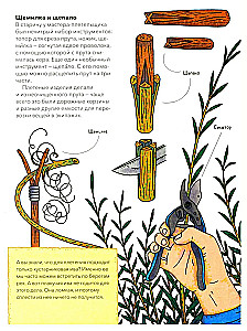 Birch Bark Lace — Secrets of the Masters