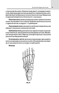 Feet Without Pain. All About Flatfoot, Bumps and More