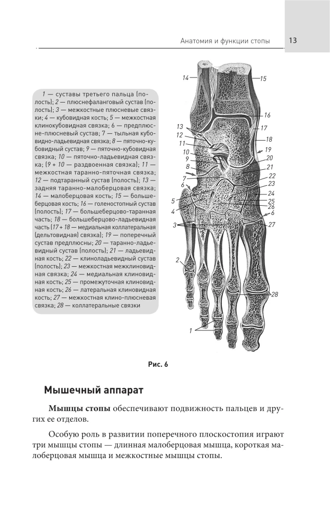 Feet Without Pain. All About Flatfoot, Bumps and More