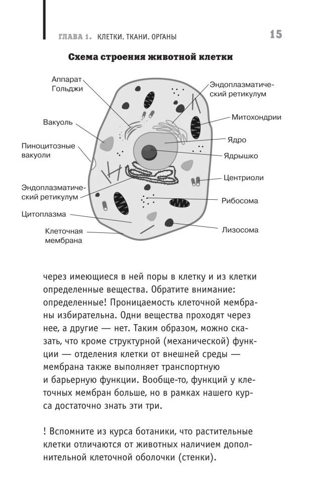 Anatoomia. Inimese paljastamine