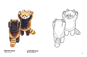 Fluffy Happiness. Coloring Book for the Soul