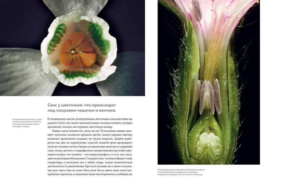 Blumen. Eine natürliche Geschichte