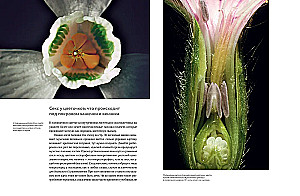 Blumen. Eine natürliche Geschichte