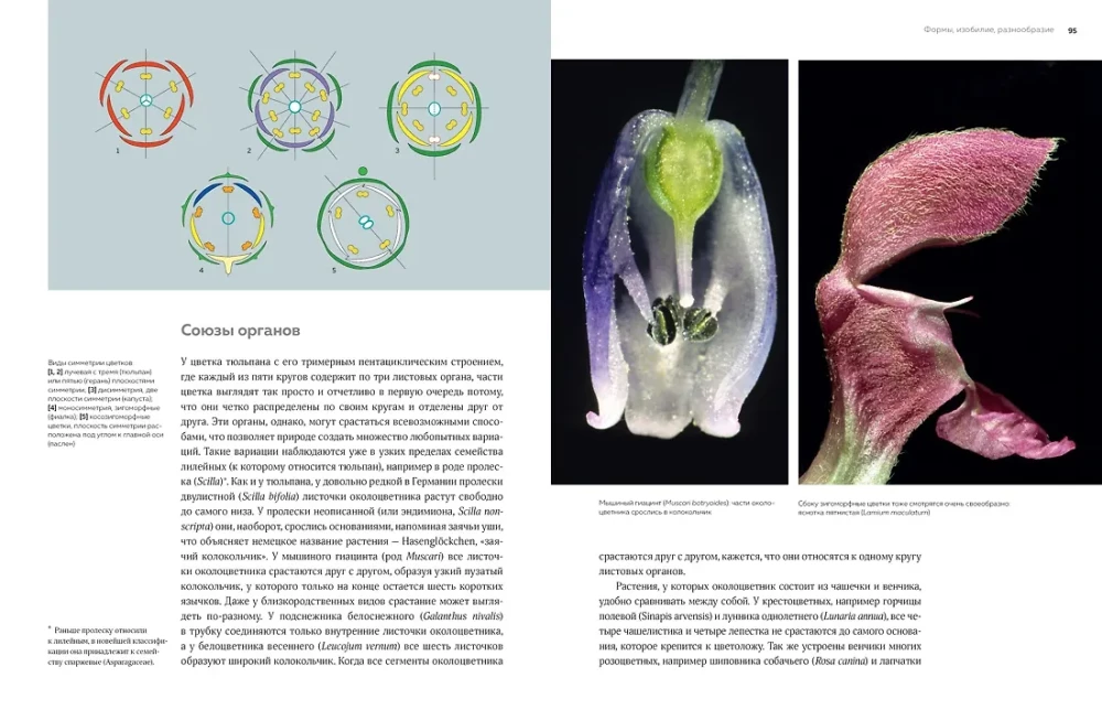 Blumen. Eine natürliche Geschichte