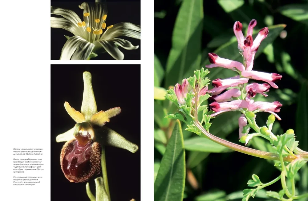 Blumen. Eine natürliche Geschichte