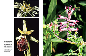 Blumen. Eine natürliche Geschichte