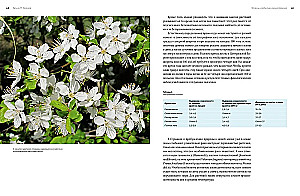 Blumen. Eine natürliche Geschichte
