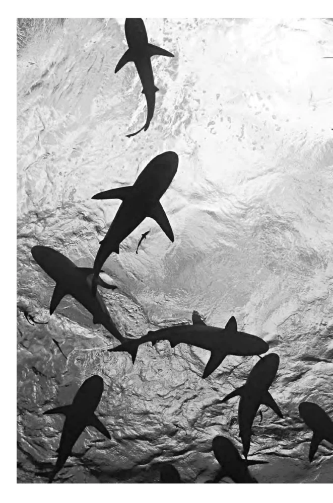 Die Imperatoren der Tiefen. Haie. Die geheimnisvollsten, unterschätztesten und unersetzlichen Wächter der Ozeane