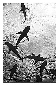 Die Imperatoren der Tiefen. Haie. Die geheimnisvollsten, unterschätztesten und unersetzlichen Wächter der Ozeane
