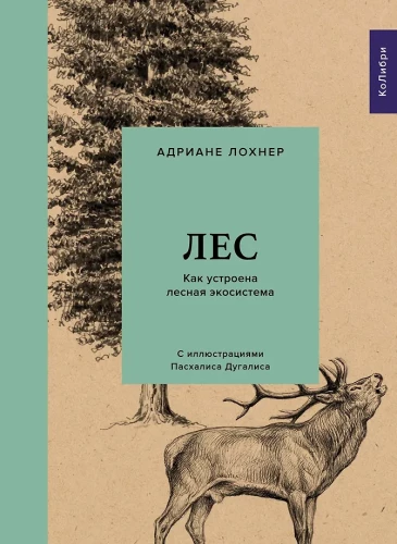 Forest. How the Forest Ecosystem is Organized