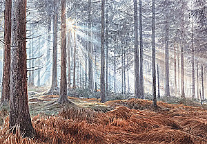 Wald. Wie funktioniert das Waldökosystem
