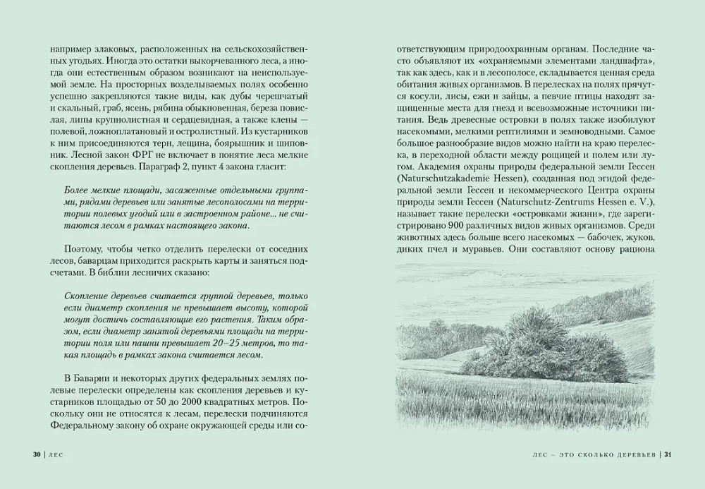Wald. Wie funktioniert das Waldökosystem