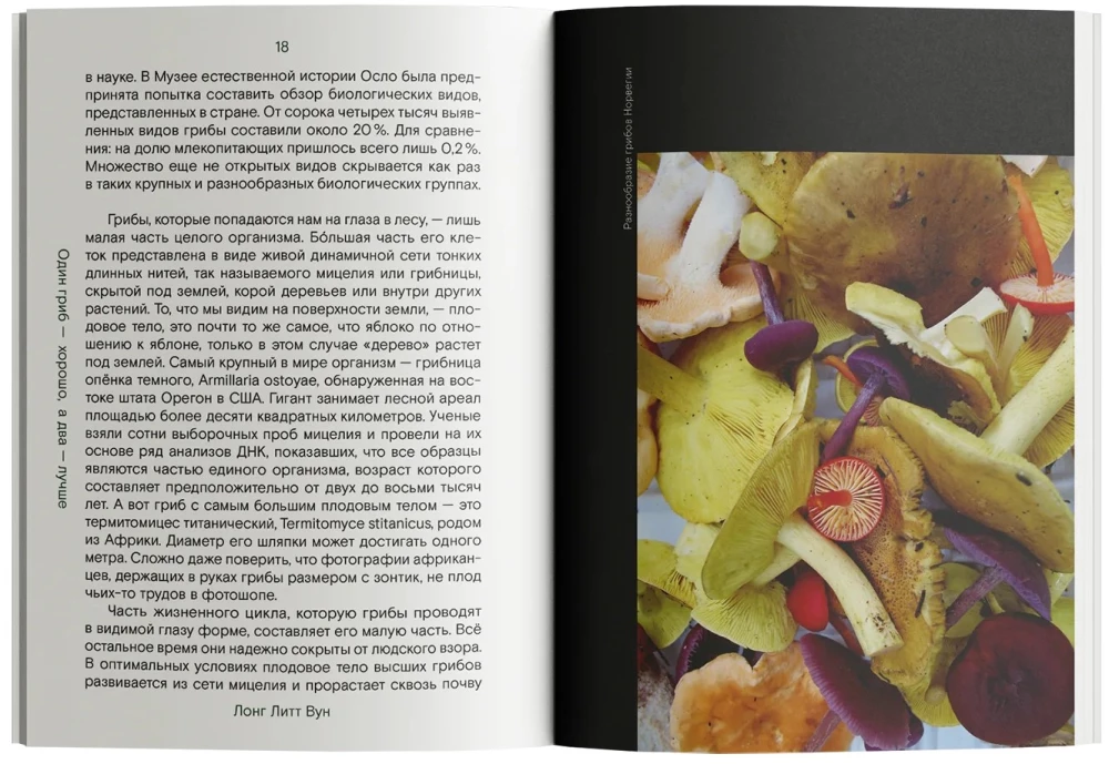 The Path Through the Forest. About Mushrooms and Grief