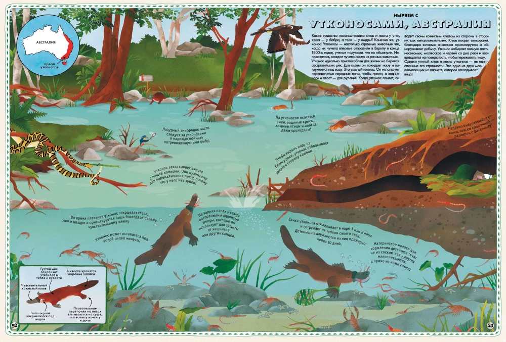 Atlas of Animals of the World in Pictures