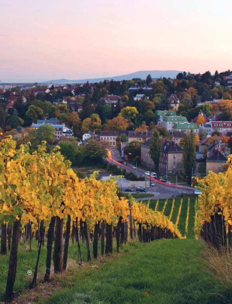 In Pursuit of Wine. Wine Tours in the Old World