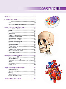 Anatomy of Man: Great Popular Atlas