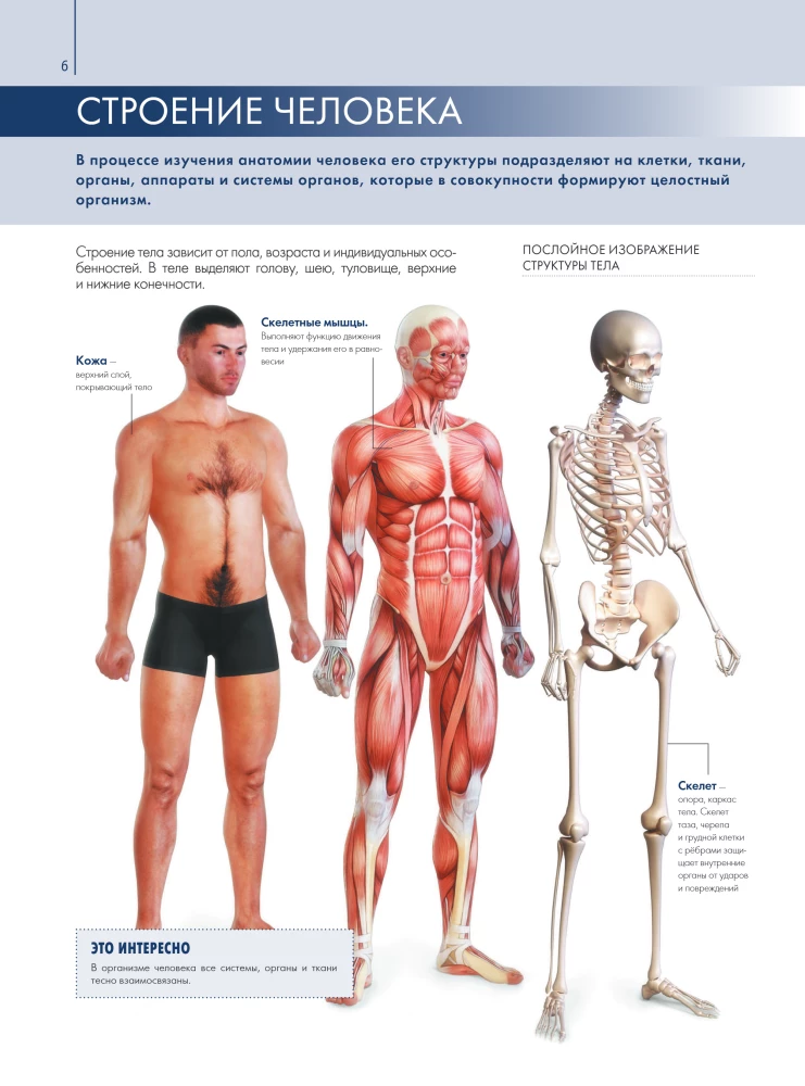 Anatomy of Man: Great Popular Atlas
