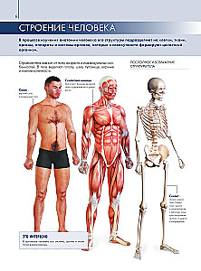 Anatomy of Man: Great Popular Atlas