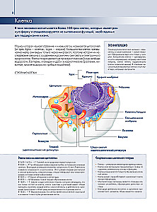 Anatomy of Man: Great Popular Atlas