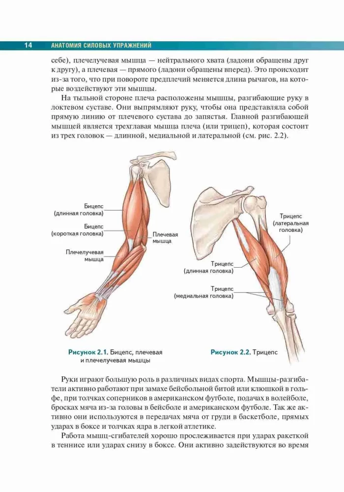 Anatomy of Strength Exercises Using Body Weight as Resistance