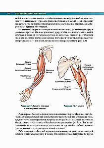 Anatomy of Strength Exercises Using Body Weight as Resistance