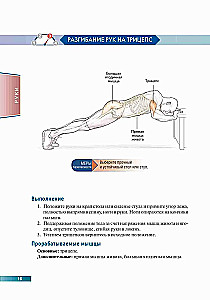 Anatomy of Strength Exercises Using Body Weight as Resistance