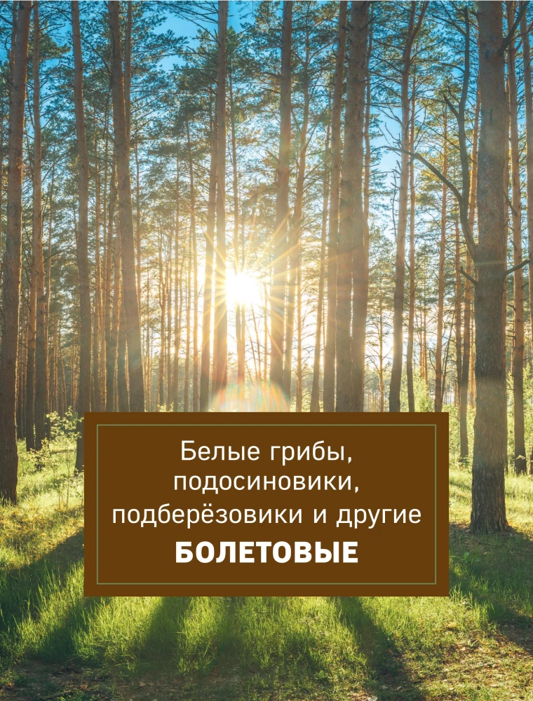 Грибы. Иллюстрированный гид по популярным видам