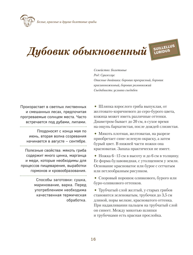 Грибы. Иллюстрированный гид по популярным видам