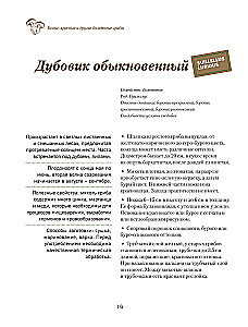 Грибы. Иллюстрированный гид по популярным видам
