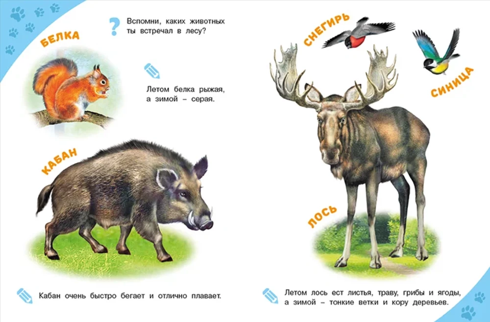 Leśne zwierzęta