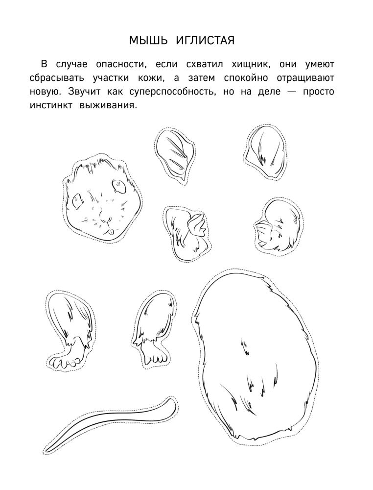 Бумажные грызуны. Вырежи, раскрась, играй. 12 готовых схем