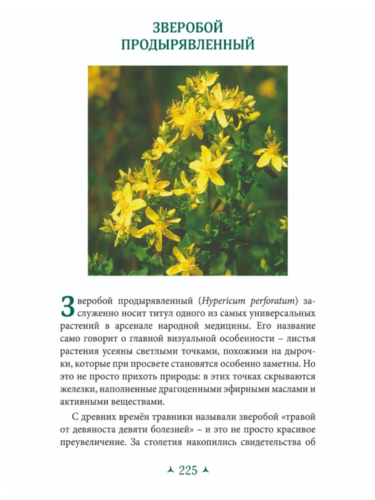 The Magic of Stones and Medicinal Plants