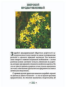 The Magic of Stones and Medicinal Plants