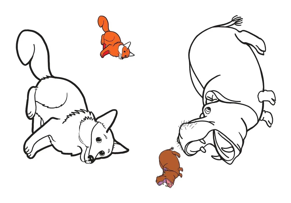 Color by sample. Wild animals