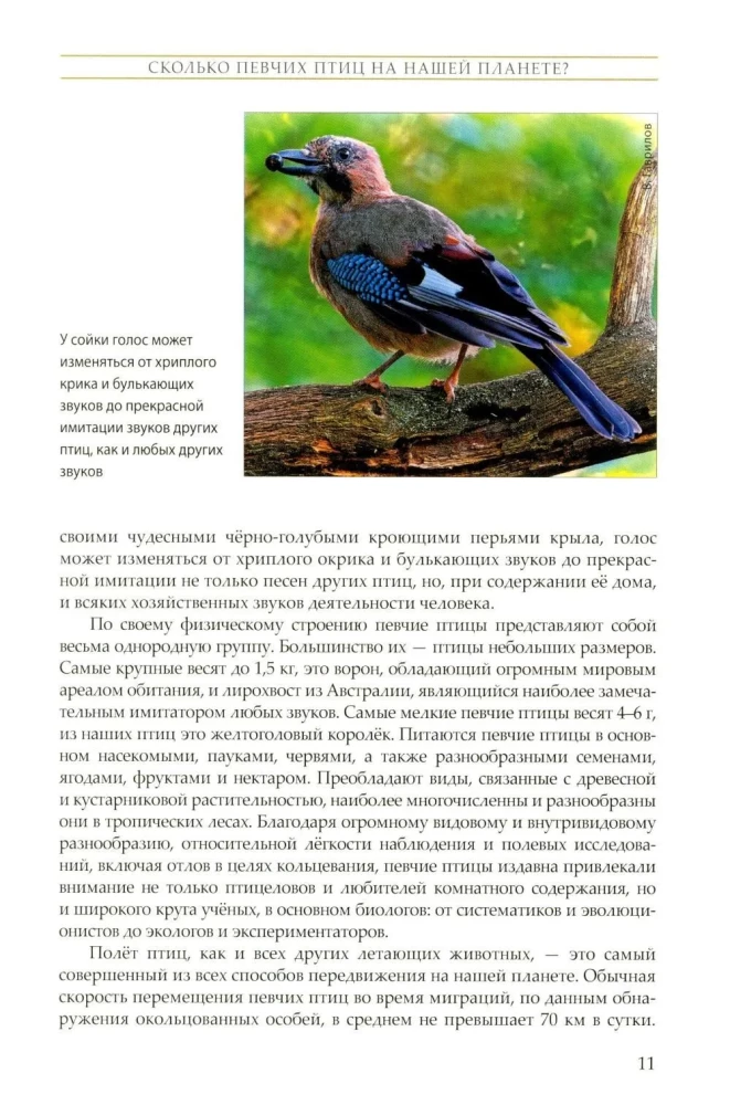 The Life of Songbirds