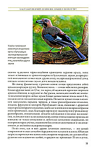 The Life of Songbirds