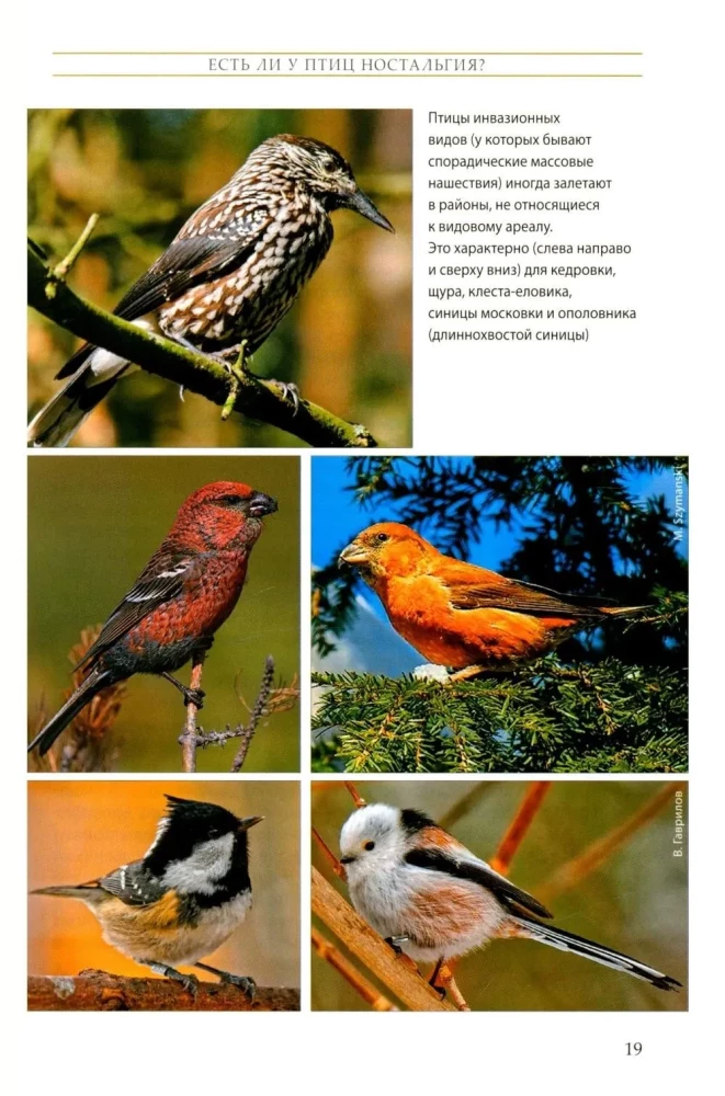 The Life of Songbirds