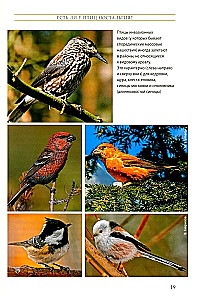 The Life of Songbirds