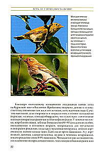The Life of Songbirds