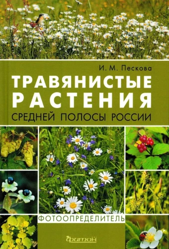Grasartige Pflanzen der mittleren Breite Russlands. Foto-Identifikator