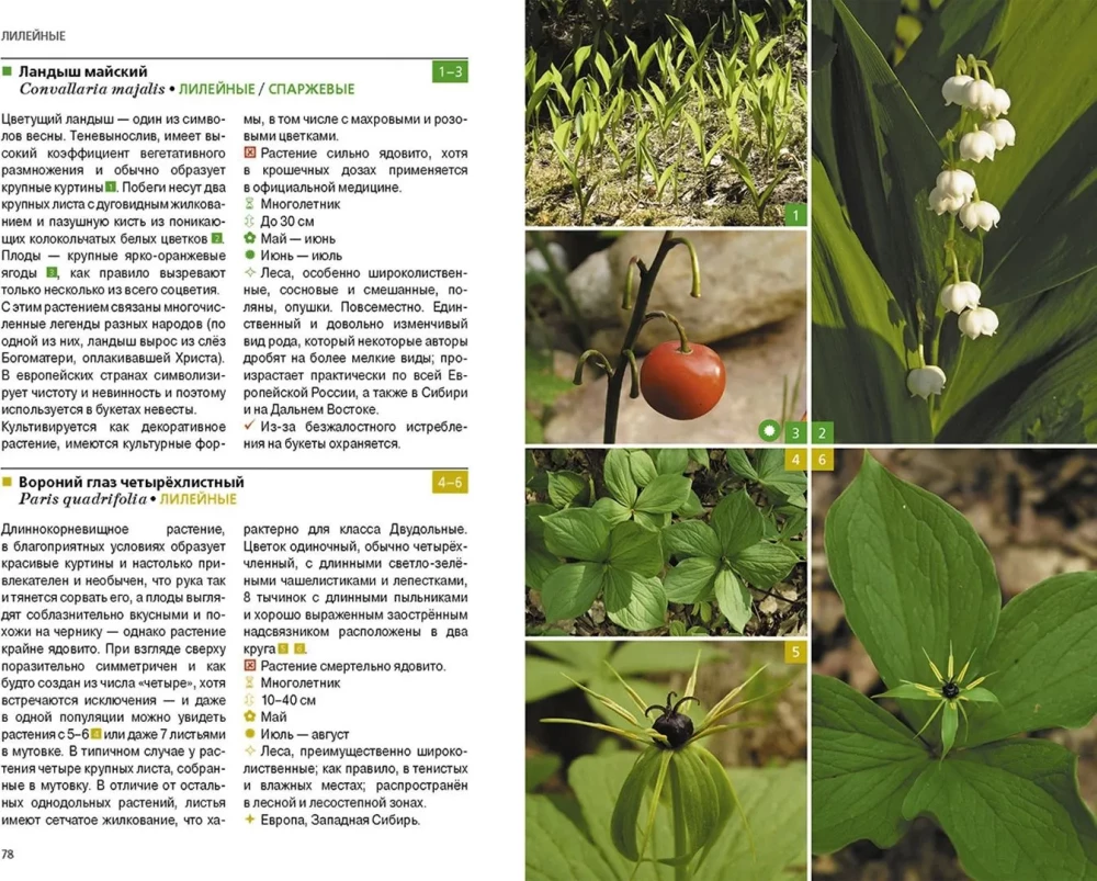 Herbaceous Plants of the Central Region of Russia. Photo Identifier