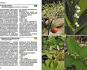 Herbaceous Plants of the Central Region of Russia. Photo Identifier