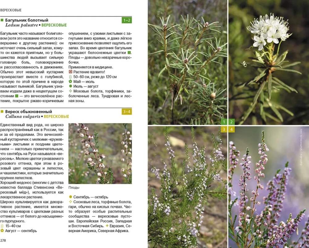 Herbaceous Plants of the Central Region of Russia. Photo Identifier