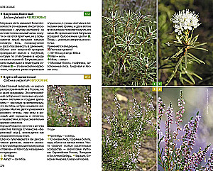 Herbaceous Plants of the Central Region of Russia. Photo Identifier